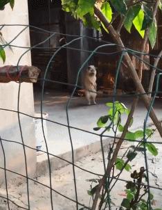 搞笑gif图来袭看一次笑一次,搞笑gif开心一刻