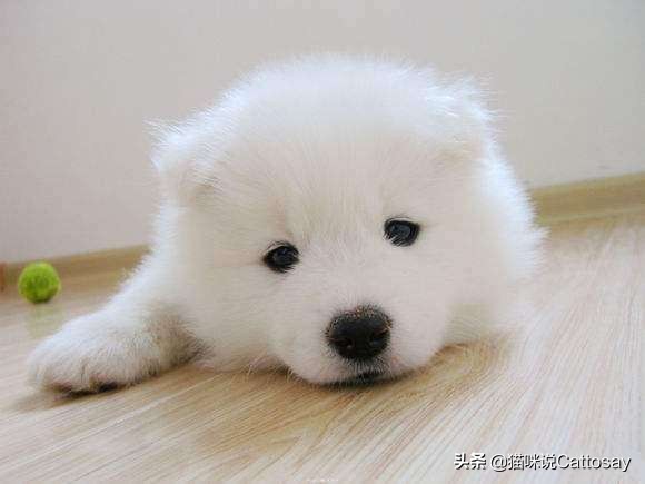 狗得了严重肺炎最快的治疗方法,狗肺炎多少天可以好