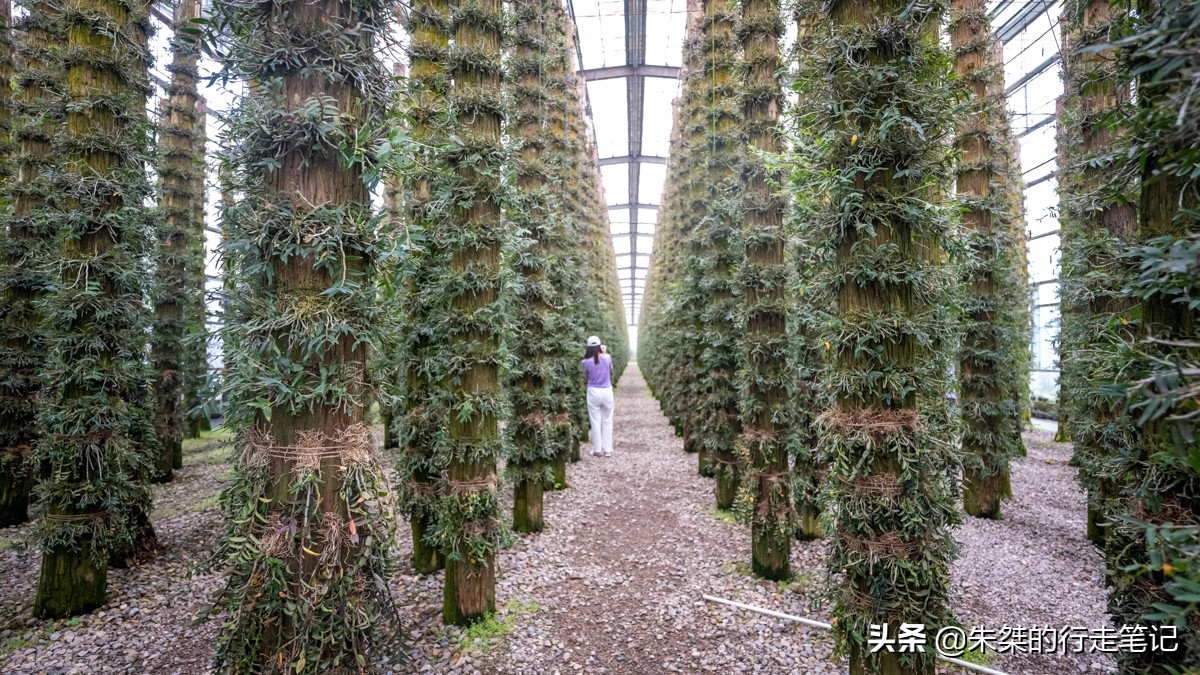 温州鹿城奇特游乐,温州奇特游乐王国联系方式