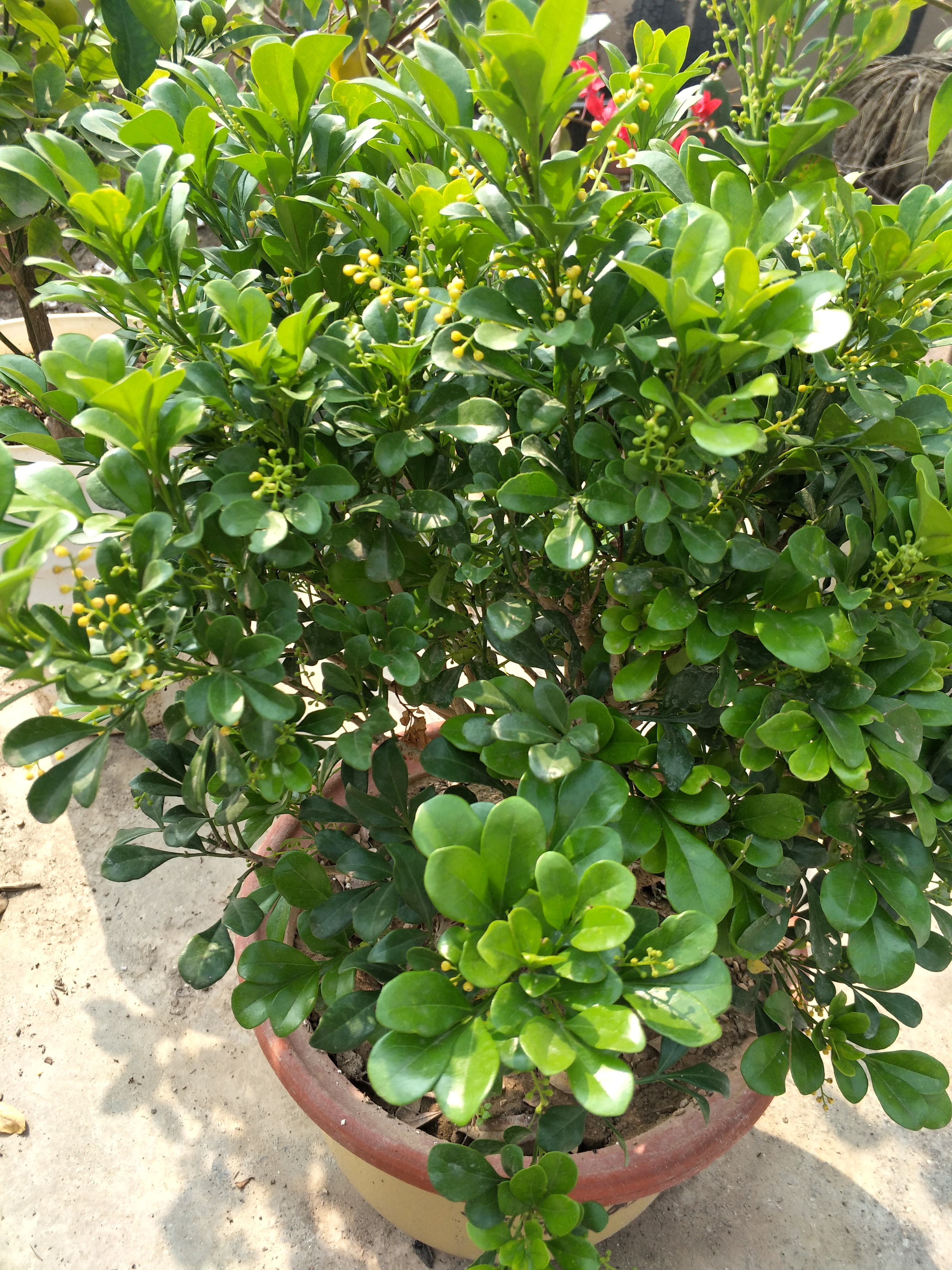 米兰花越冬的修剪方法,米兰花冬天怎么养护和浇水呢