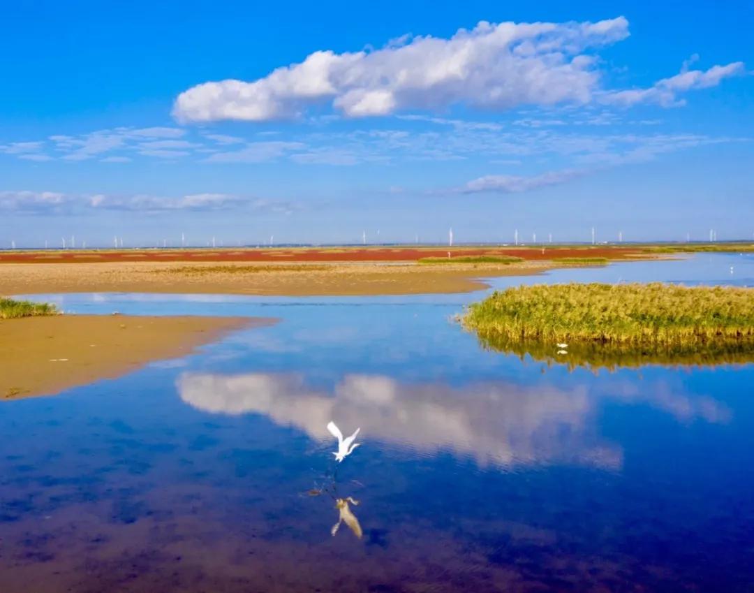自带饭勺的鸟,自带勺子的小鸟