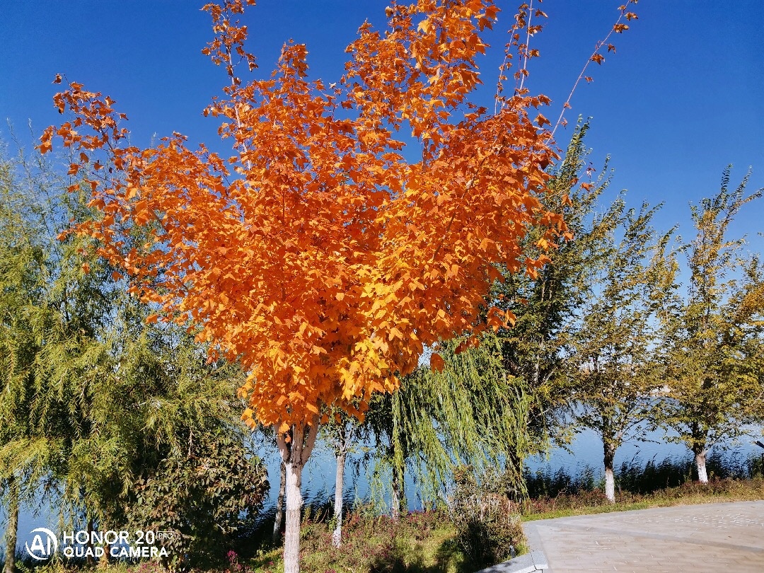 华为mate20对比荣耀v20液冷散热,荣耀magic2和v20和20pro哪个值得买