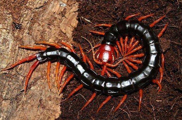 中国十大最毒蜈蚣排名,毒蜈蚣十大排行榜