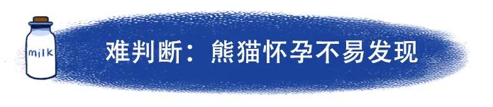 荷兰租借熊猫被送回来视频,荷兰的两只熊猫现在怎么样了