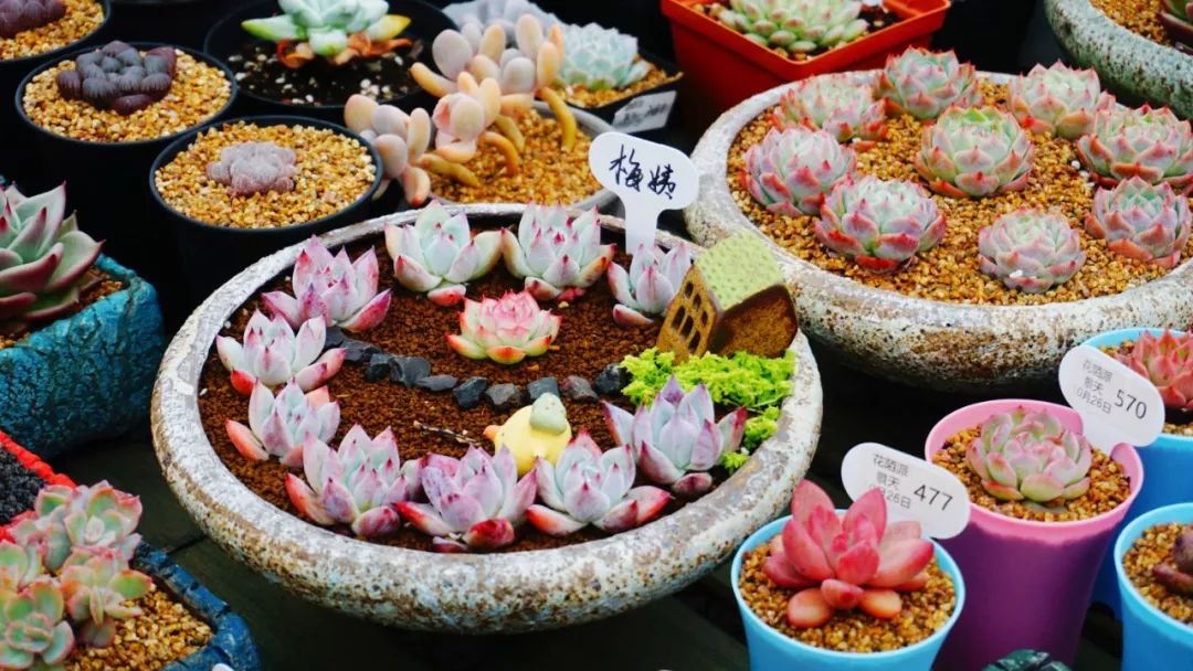 多肉基地批发生石花直播,多肉生石花直播销量第一名