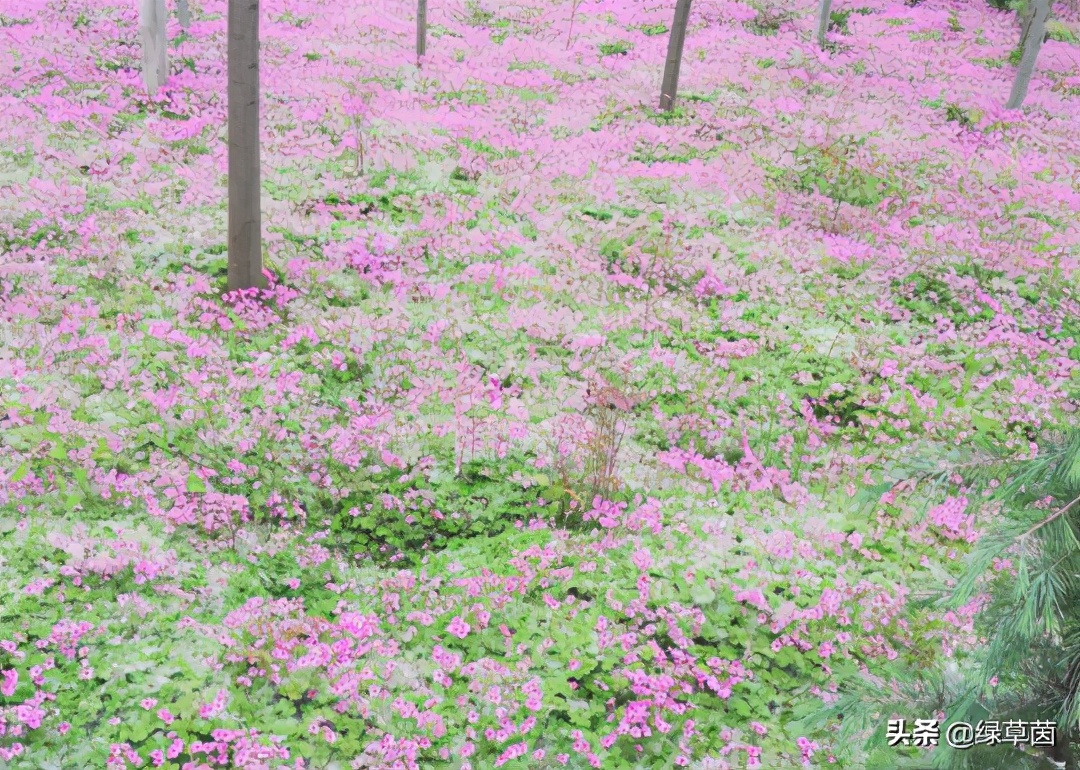 白三叶和红三叶草的区别,白三叶草坪种子