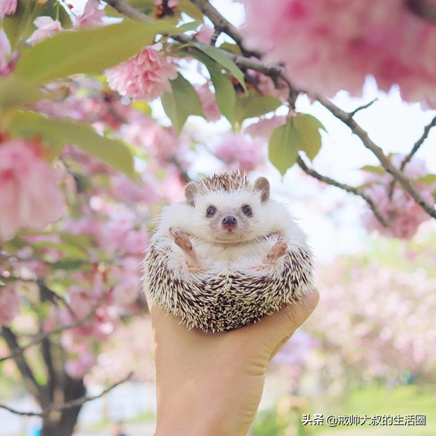小刺猬到底有多可爱,很可爱的小刺猬有哪些