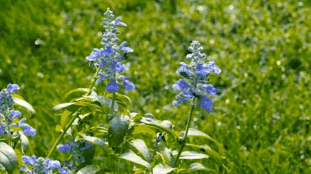 一个安徽爷爷，花1万块种出5000㎡私家花园，被评为中国最美