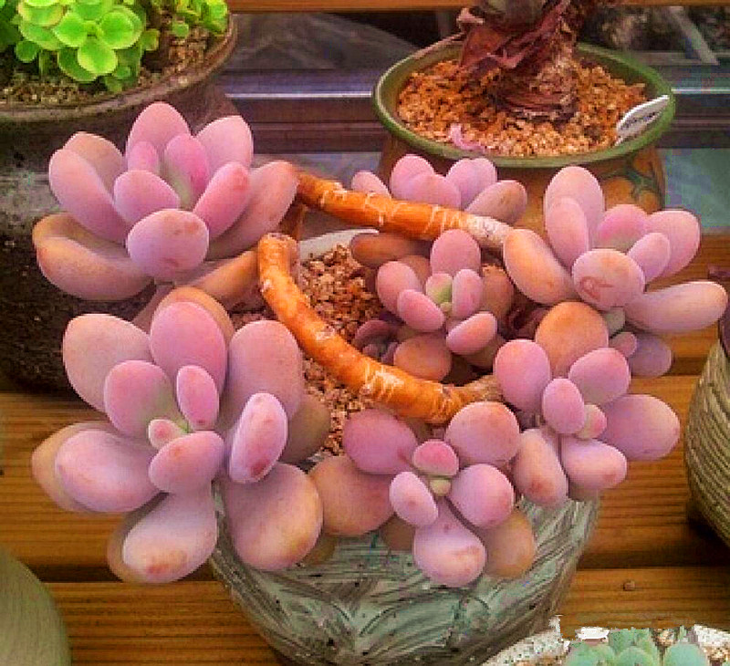 桃蛋叶片干瘪发绿是什么原因,多肉桃蛋叶子干瘪怎么办