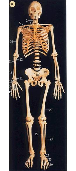 怎么学会胯部发力,摆胯扭胯练习基本功入门