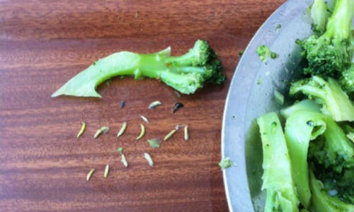 西兰花内有许多小虫还能吃吗,煮好的西兰花发现有虫还能吃吗