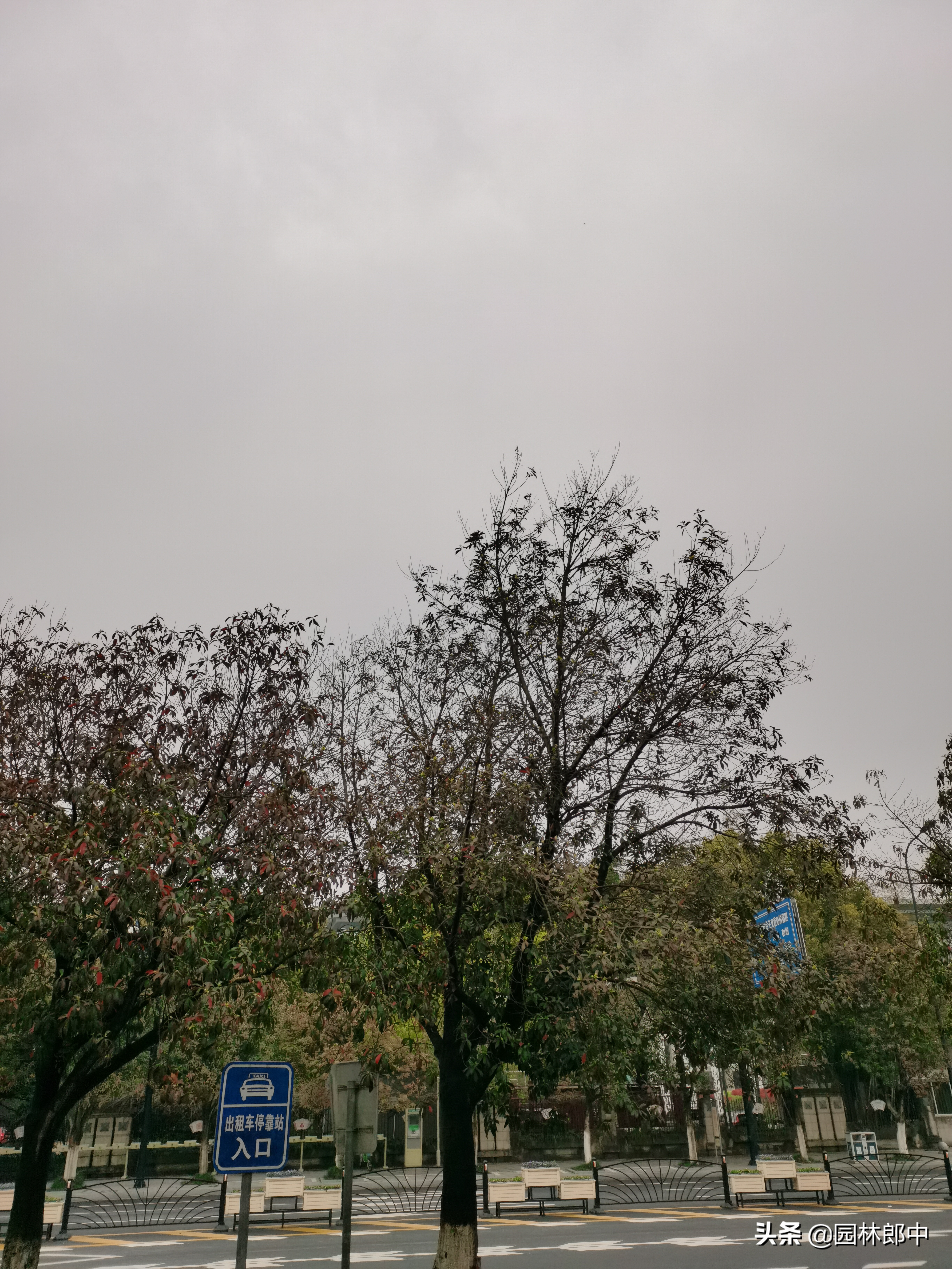 苗木受冻后注意事项,苗圃地苗木冻害防治措施