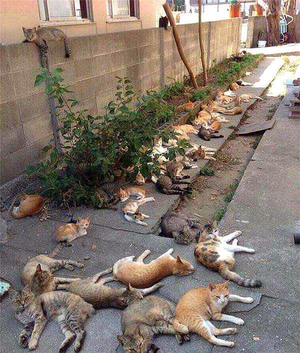 对猫无害又适合阳台养的植物,十大适合养猫的植物