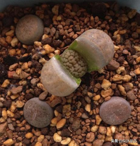 生石花初学者,生石花植物科普解说