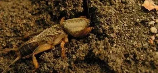 虫害快速灭除,如何无公害消灭地下害虫