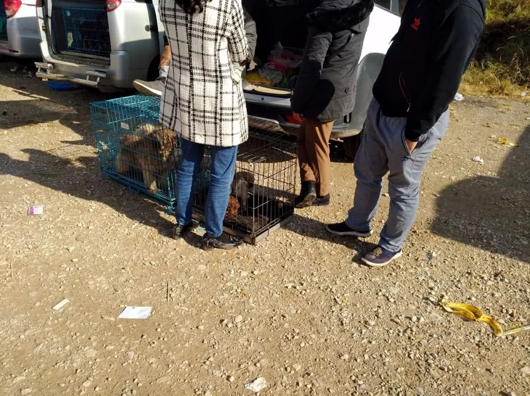 巴哥犬一般卖多钱,网上卖的巴哥犬价200一只是真的吗