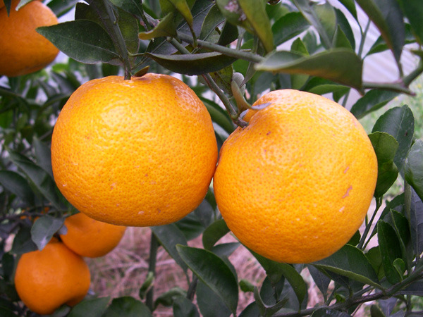 温州十大特产鱼干怎么吃,温州十大特产零食饮料