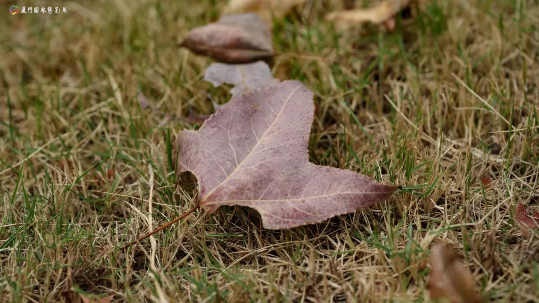 速来!园博苑有让*欲人**罢不能的季相变化之美,还有众多萌物陪伴你~