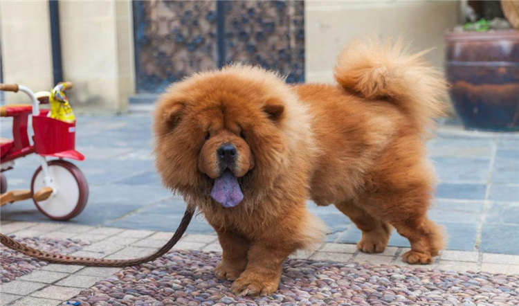 狗狗身上长小肉疙瘩是什么,狗狗长狗癣正常吗