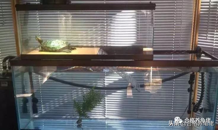 龟特别敏感有什么好办法,龟到家怎么处理