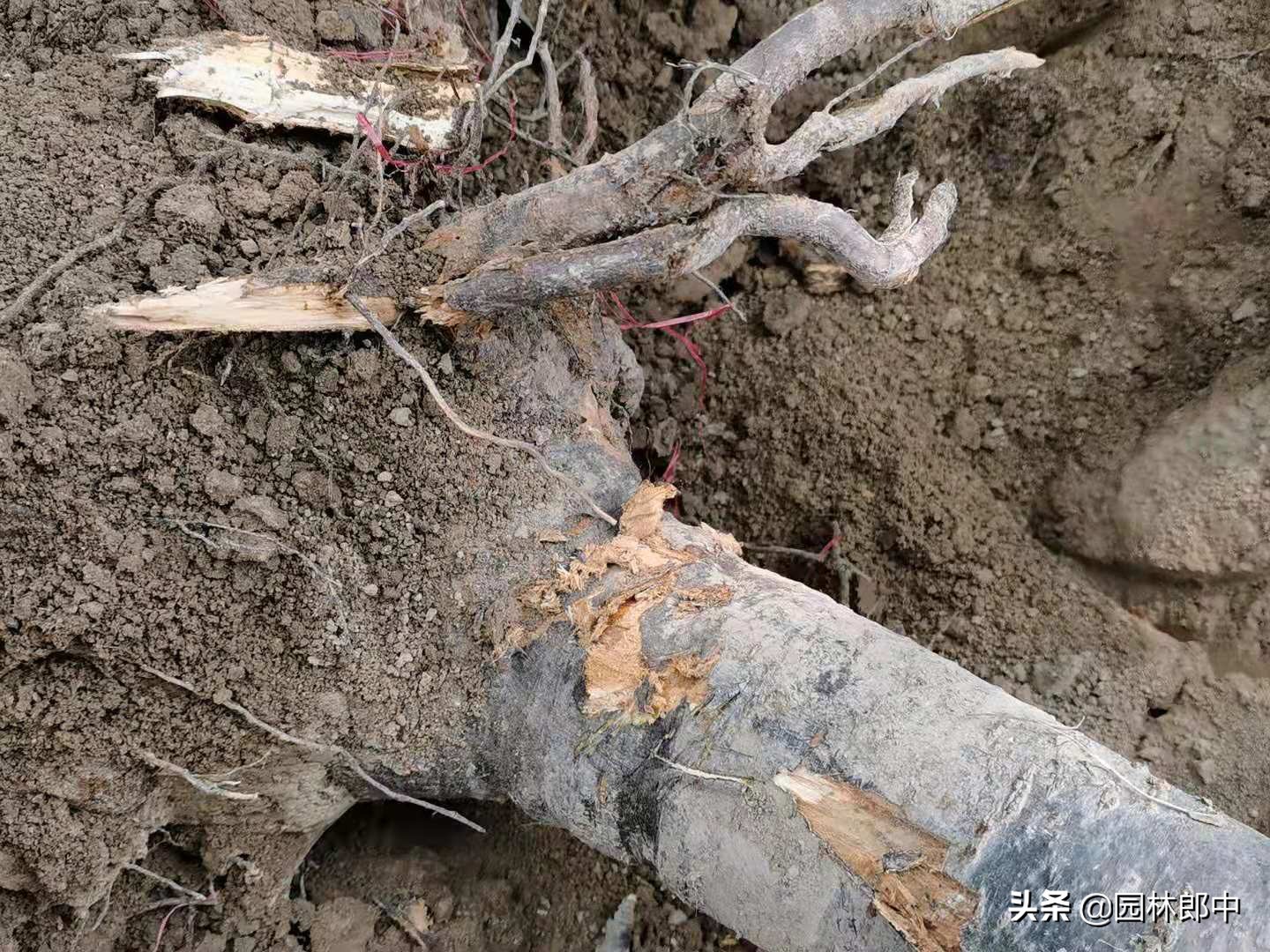 苗木回芽如何补救,苗木枯死部位如何处理