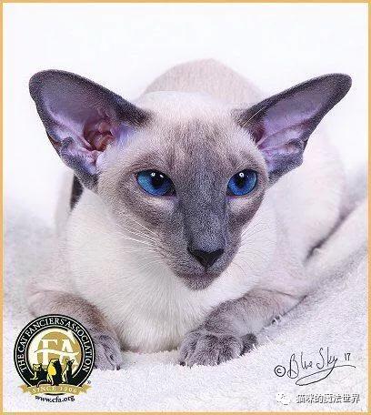 猫咪品种大盘点3：暹罗猫
