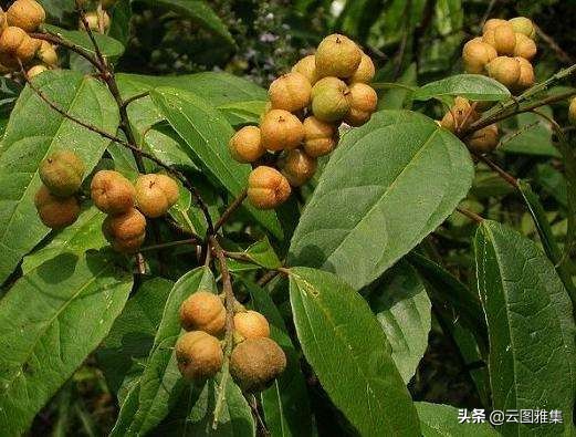 《我的马来往事》连载四：我的故乡——带你认识不一样的热带岛屿