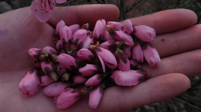 一杯桃花酿,一杯桃花酿完整版