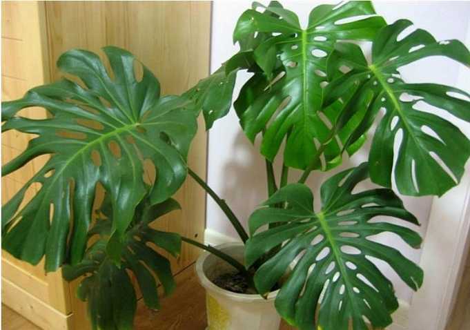 叶片亮度提高的方法,怎么让叶片油光发亮