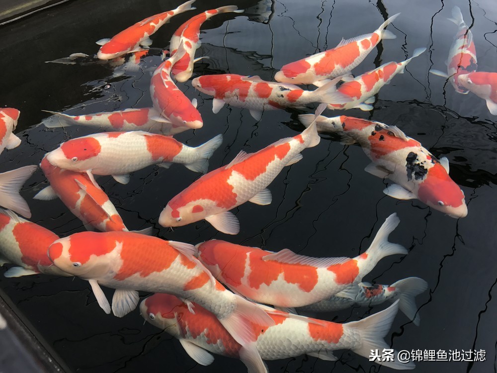 锦鲤怎么转水最好视频教程,锦鲤怎么用盐和黄粉转水