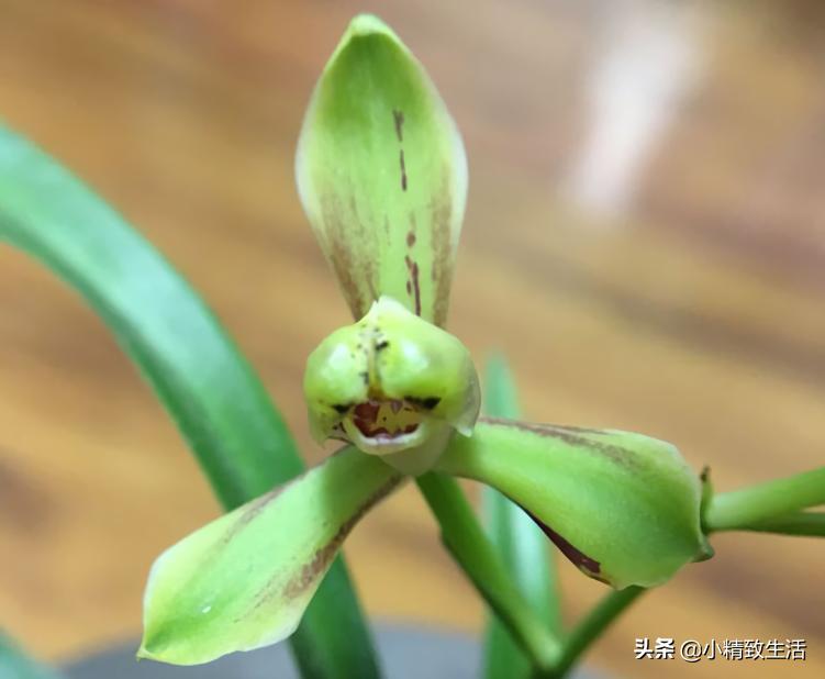 兰花用多菌灵注意什么,兰花生病可以用多菌灵