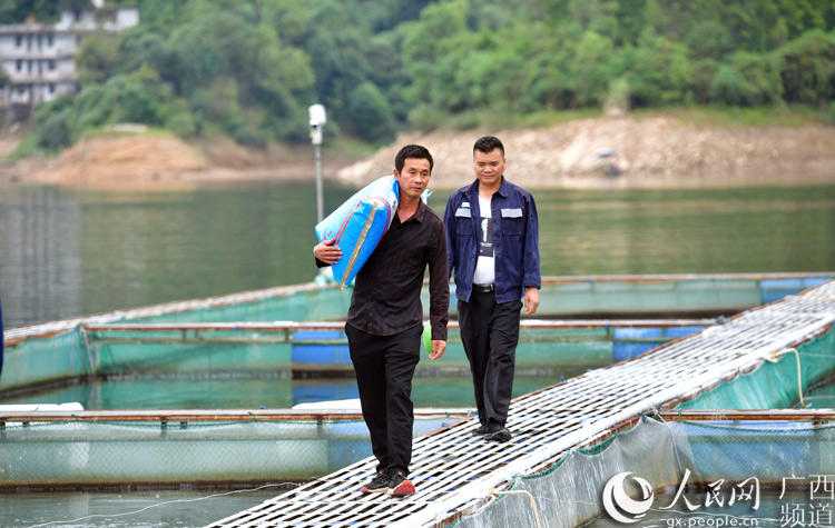 贫困户养鱼脱贫致富,村书记带领稻田养鱼致富增收