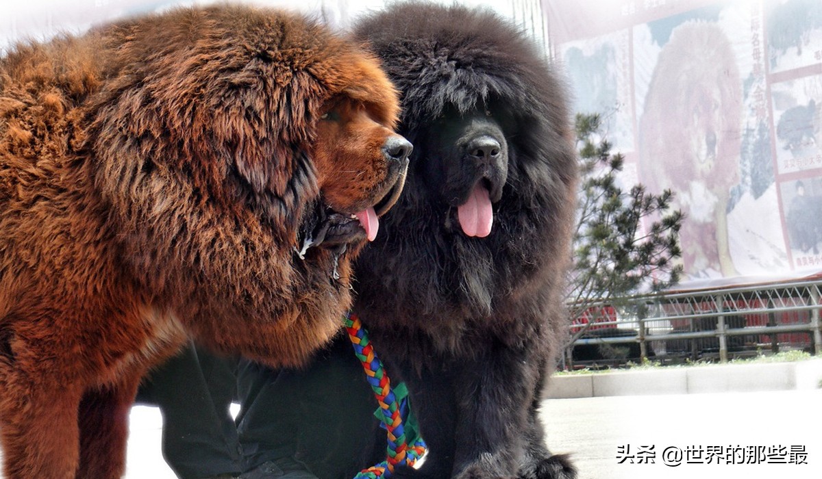 藏獒和大型犬哪个厉害一点,纯种藏獒战斗力有多强