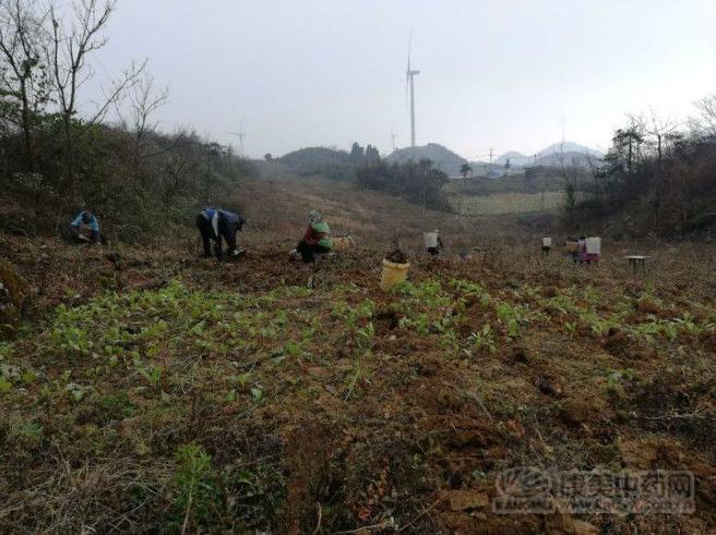 各大地产药材价格行情报道：蒲公英、黄柏、吴茱萸、艾叶2.20