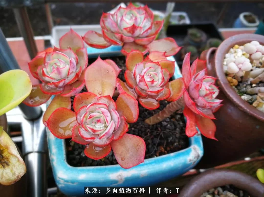 多肉还可以这样玩(上):八年养肉路剪影!