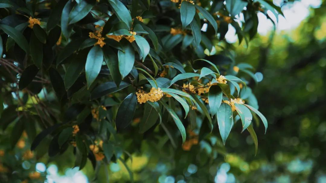 双流，我被你香醒了