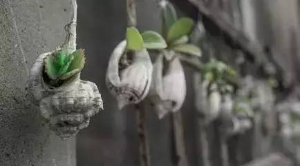 环创立体贝壳,贝壳墙环创