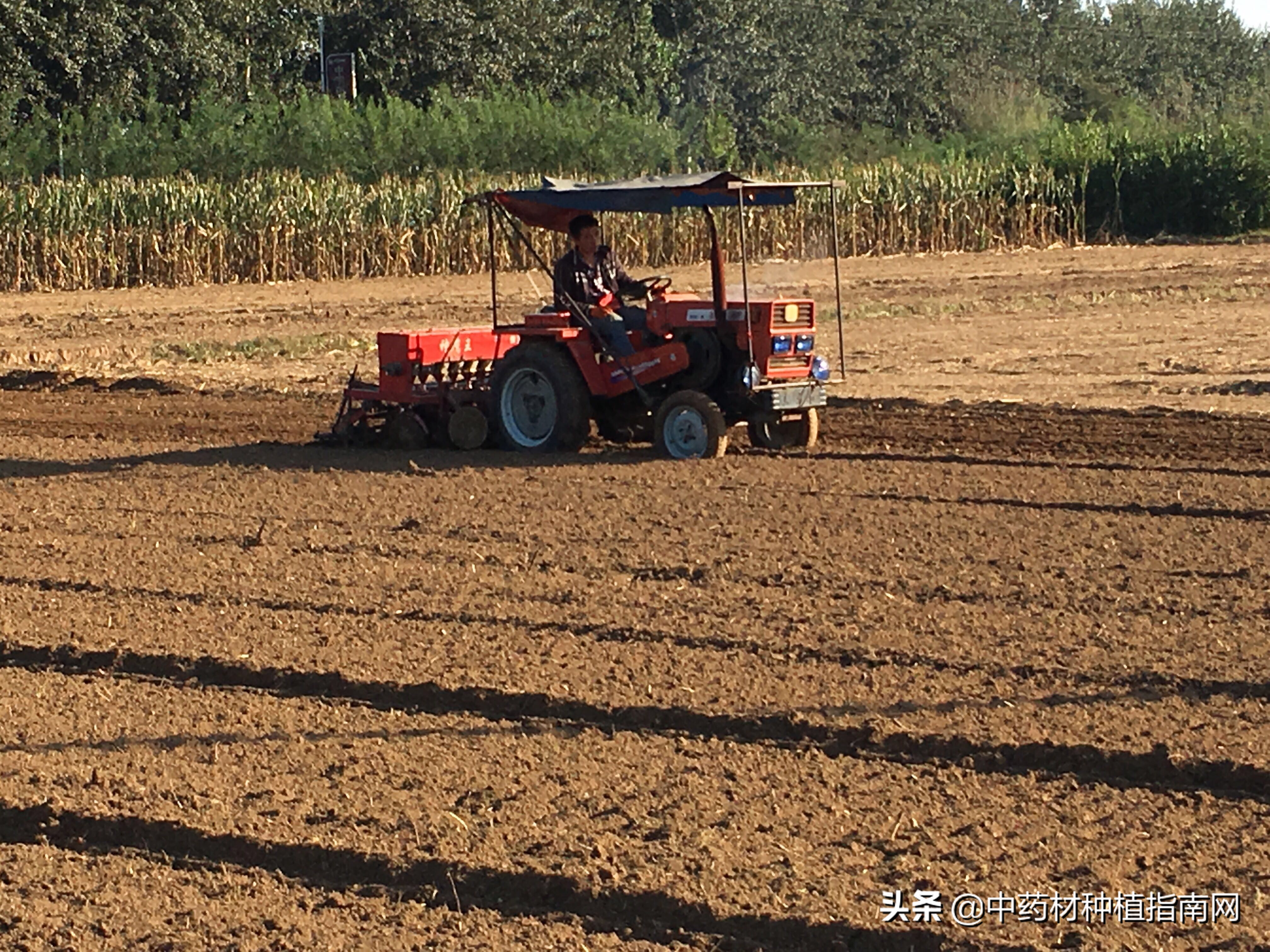 中药材的市场行情及种植品种,中药材网2022年中药材上涨品种