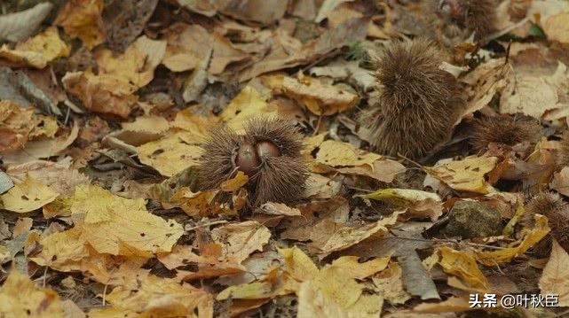 豆瓣9.9分以上的电影,豆瓣评分9.5以上的电影在线看