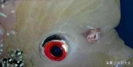 六毛鞭虫用什么药,六毛鞭虫什么样