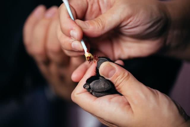 狗狗不配合剪指甲该怎么办,不小心剪到狗狗指甲血线怎么办