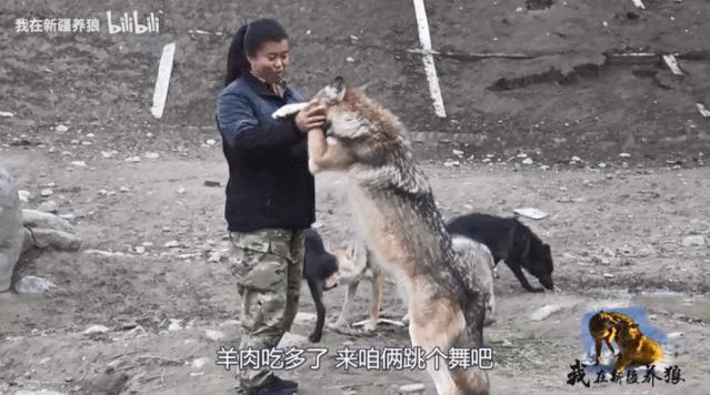 养狼disco：我在*疆新**，把狼养成了哈士奇