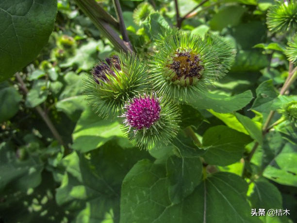 广东种植什么水果前景好,种植前景好的经济水果