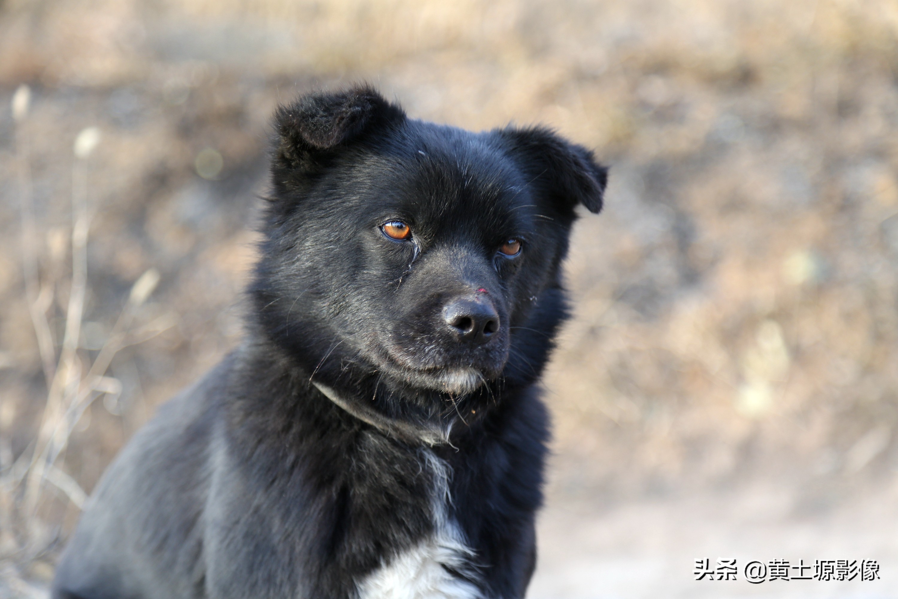 大叔在山上养小型凶猛土狗看家,农村大叔养十几条狗