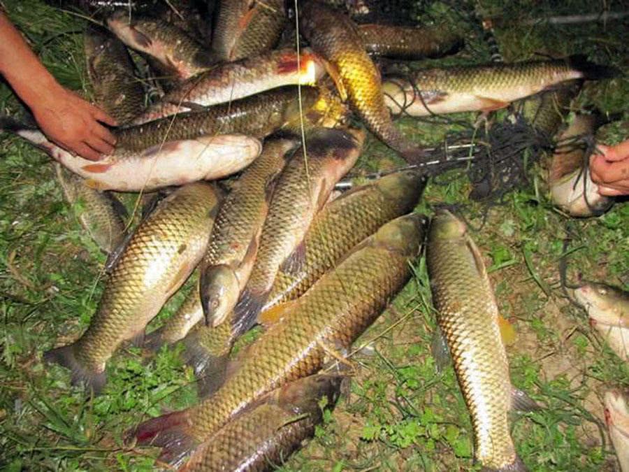 为什么都用玉米钓鱼,为什么用玉米一直钓到罗非鱼