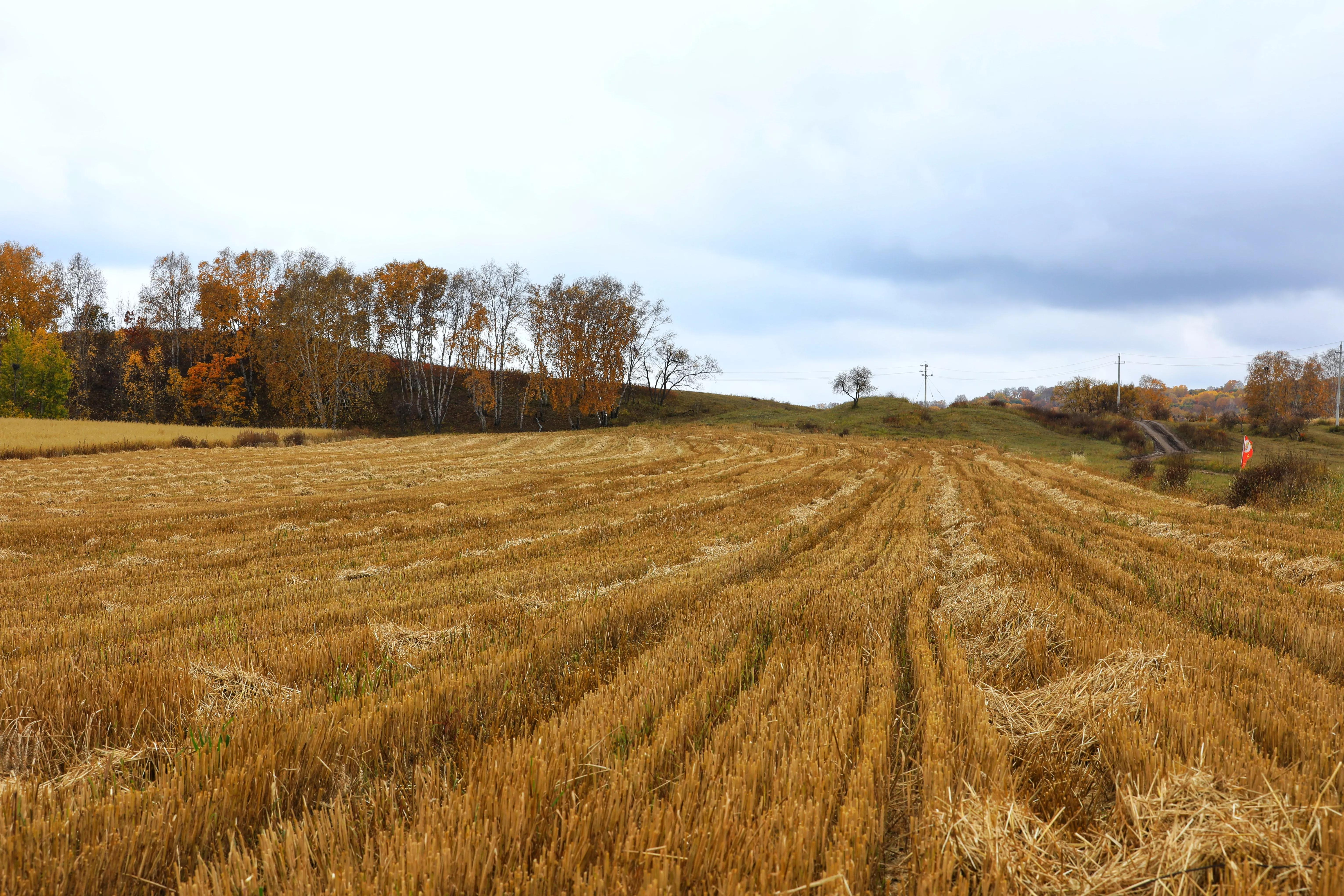 坝上秋色草原,坝上草原游记作文