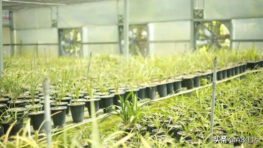 长寿梅蕙兰怎么种植,蕙兰老八种兰花哪一种最好