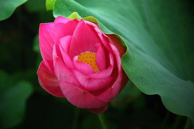 荷花的美惊艳了岁月,荷花温柔的绽放