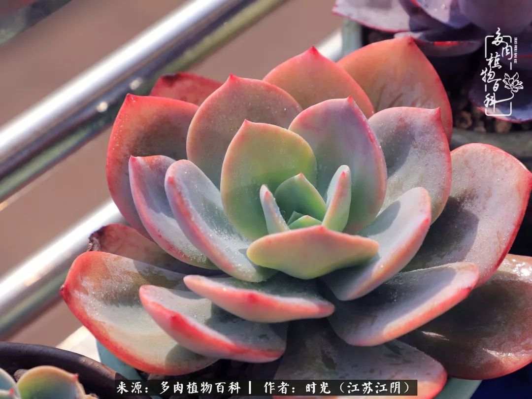 养多肉的人都有一颗善良的心,养多肉植物的人有什么特点