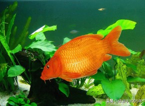 大连近海常见鱼类图鉴,大连哪里可以垂钓淡水鱼